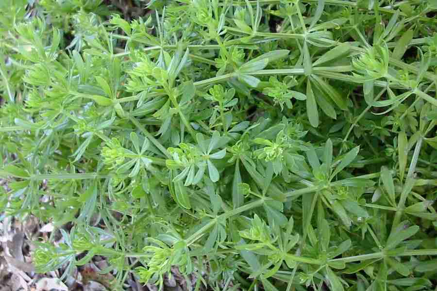 cleavers